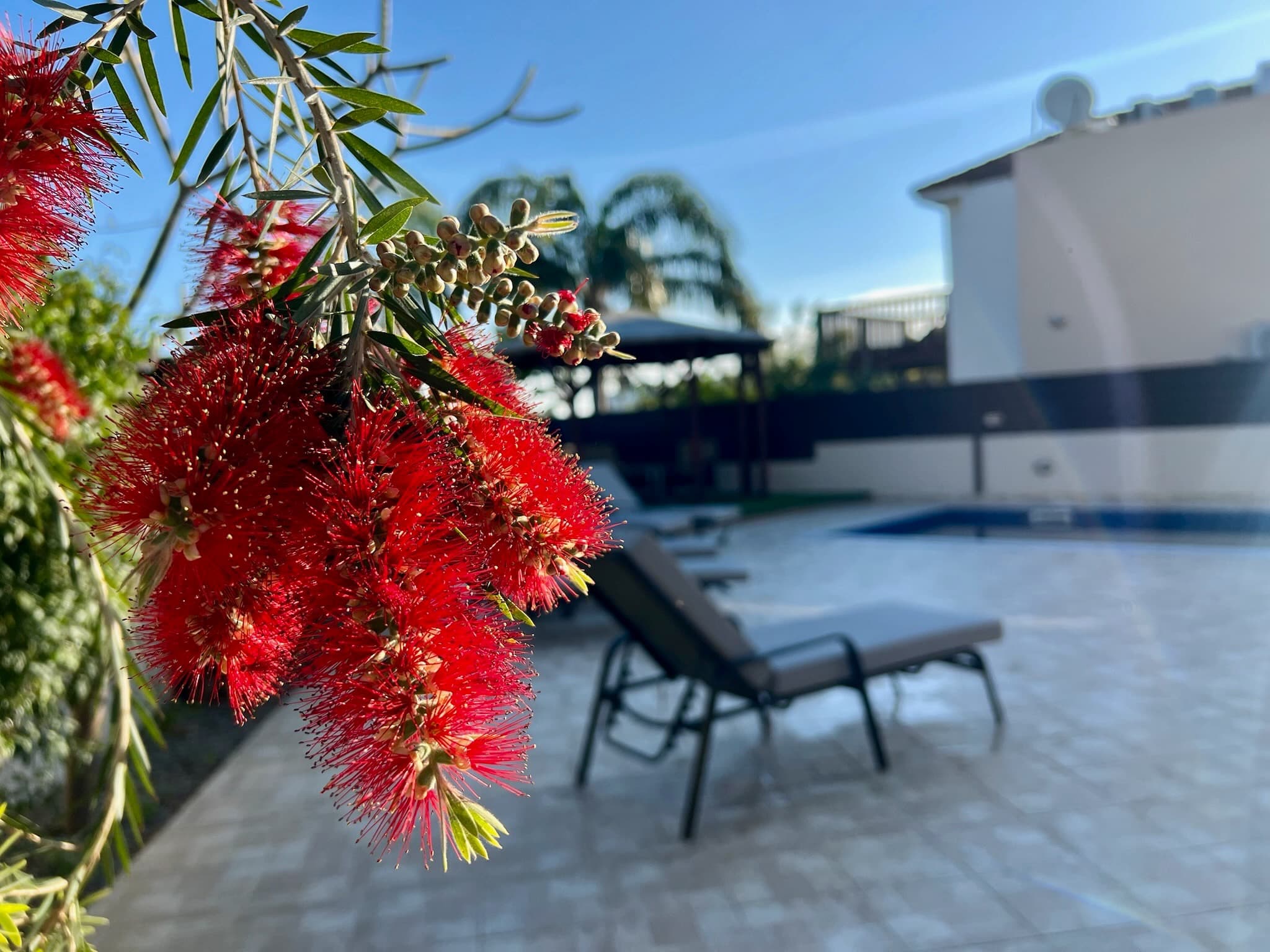 Mediterranean planting around the pool terrace